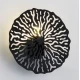 Підсвітка стін Imperium Light Dandelion G9 чорний 416110.05.05