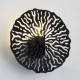 Підсвітка стін Imperium Light Dandelion G9 чорний 416115.05.05